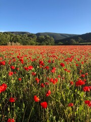 field of poppies