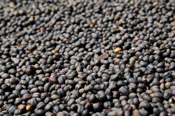 drying wild coffee cherries