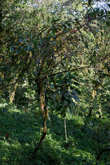 Wild coffee forest in kaffa biosphere reserve