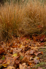 Autumn leaves lie on the ground. Dry autumn leaves on rain-wet ground