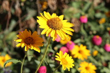 sunflower in the garden 