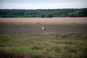 Podlasie, Polska © Jarek Zuzga