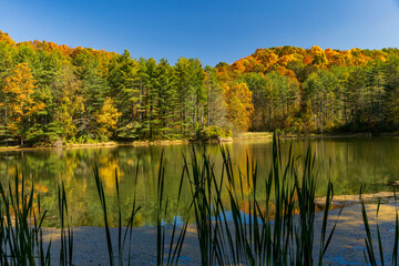 autumn trees reflected in water behind reed leaves