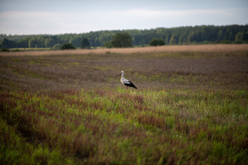 Podlasie, Polska © Jarek Zuzga