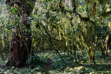 Wild coffee forest in kaffa biosphere reserve