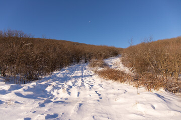 Young trees in a calm winter forest.