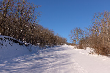 Young trees in a calm winter forest.