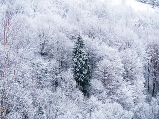 Misty winter Carpathian Mountains view fog landscape. Snowy spruce pine forest in Carpathians. Fir trees with white snow