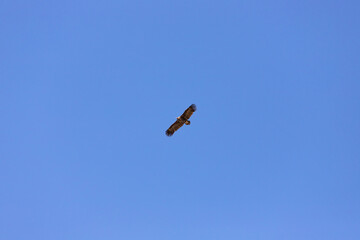 Beautiful eagle in the blue sky.