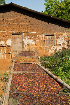 drying wild coffee cherries