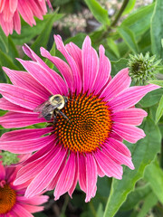 Bumblebee on a Vibrant Pink Coneflower