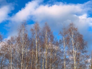 winter trees against blue sky