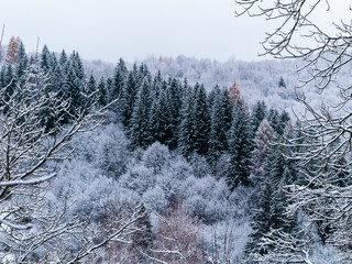 Misty winter Carpathian Mountains view fog landscape. Snowy spruce pine forest in Carpathians. Fir trees with white snow