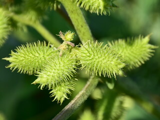 Xanthium strumarium rough cocklebur Noogoora burr,plant of the family Asteraceae