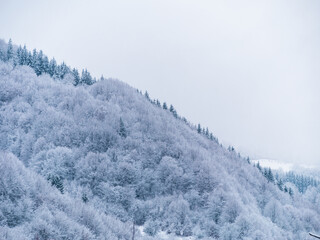 Misty winter Carpathian Mountains view fog landscape. Snowy spruce pine forest in Carpathians. Fir trees with white snow