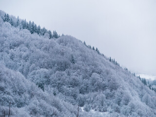 Misty winter Carpathian Mountains view fog landscape. Snowy spruce pine forest in Carpathians. Fir trees with white snow