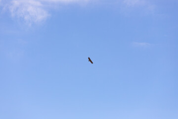 Beautiful eagle in the blue sky.