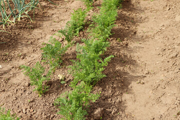 Carrot plantations grow in the field. Vegetable rows. Agricultural grounds. Agriculture. Farming. Growing vegetables.