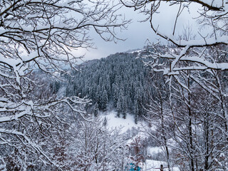 Misty winter Carpathian Mountains view fog landscape. Snowy spruce pine forest in Carpathians. Fir trees with white snow