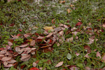 bright autumn dry leaves lie on green grass. Raindrops on the leaves. Wet grass.Bottom view
