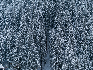 Misty winter Carpathian Mountains view fog landscape. Snowy spruce pine forest in Carpathians. Fir trees with white snow