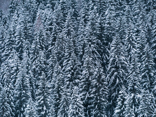 Misty winter Carpathian Mountains view fog landscape. Snowy spruce pine forest in Carpathians. Fir trees with white snow