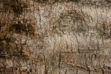 Tree bark. Tree bark texture. tree trunk