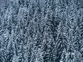 Misty winter Carpathian Mountains view fog landscape. Snowy spruce pine forest in Carpathians. Fir trees with white snow