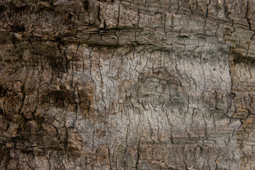 Tree bark. Tree bark texture. tree trunk