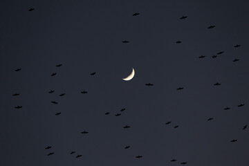 Saatkrähen in der Nacht auf dem Flug zum Schlafplatz mit der Mondsichel im Hintergrund