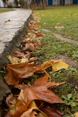 beautiful autumn leaf in the park
