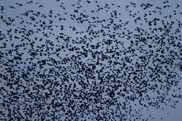 Eine sehr großen Gruppe Saatkrähen auf dem Flug zum Schlafplatz