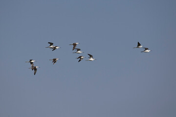 Ein Trupp  Grünschenkel (tringa nebularia) im Flug
