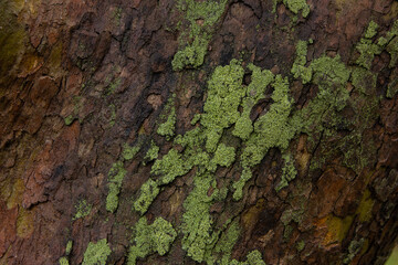 Tree bark. Green moss on a tree. Tree bark texture. tree trunk