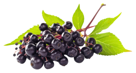 PNG Blueberry grapes fruit plant.