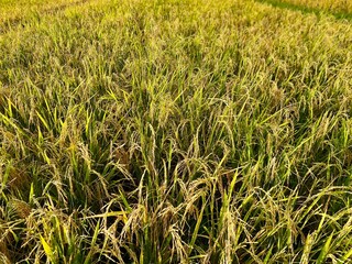 close-up view of golden rice plants in a lush paddy field, showcasing ripe grains ready for harvest under natural sunlight