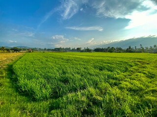 Obraz premium Beautiful scenery green rice fields under a sky, a rural farmland path dividing the harvested and growing sections, illustrating the contrast between different stages of rice cultivation.
