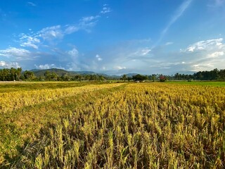 view of golden rice plants in a lush paddy field, showcasing ripe grains ready for harvest under natural sunlight