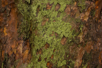 Tree bark. Tree bark texture. tree trunk