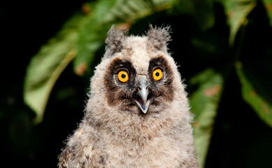 great horned owl in flight