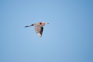 adult reddish egret (egretta rufescens) in flight