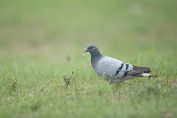 hill pigeon or  white-tailed rock-dove (columba rupestris) searching for food on the ground