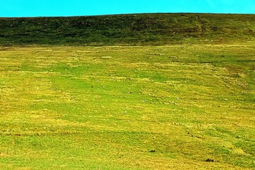 Obraz premium A serene and expansive green meadow stretching towards a distant hill, captured under a vibrant turquoise sky. The landscape exudes tranquility, making it ideal for themes of nature, and solitude.