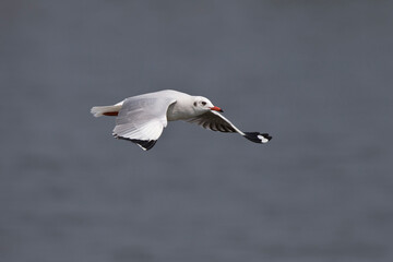 Fototapeta premium adult brown-headed gull (larus brunnicephalus) in winter plumage in flight