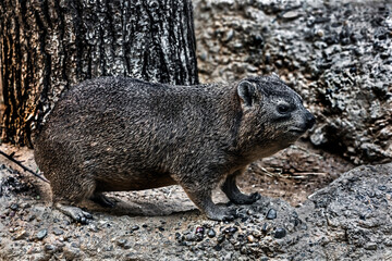 Fototapeta premium Rock hyrax also called rock badger and Cape hyrax. Latin name - Procavia capensis 