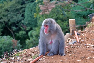 A Japanese macaque, also known as a snow monkey, perches gracefully on a wooden post in a natural environment. The monkey’s red face contrasts beautifully with its thick fur and the lush green forest 