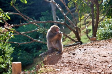 A Japanese macaque, also known as a snow monkey, perches gracefully on a wooden post in a natural environment. The monkey’s red face contrasts beautifully with its thick fur and the lush green forest 