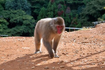 A Japanese macaque, also known as a snow monkey, perches gracefully on a wooden post in a natural environment. The monkey’s red face contrasts beautifully with its thick fur and the lush green forest 