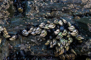 Close-up of gooseneck barnacles and mussels clinging to a rocky surface at low tide.
