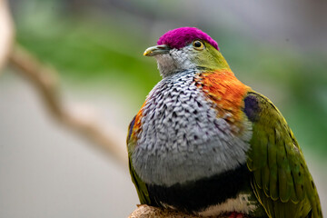 The Superb Fruit Dove (Ptilinopus superbus), also known as the Purple-Crowned Fruit Dove. 